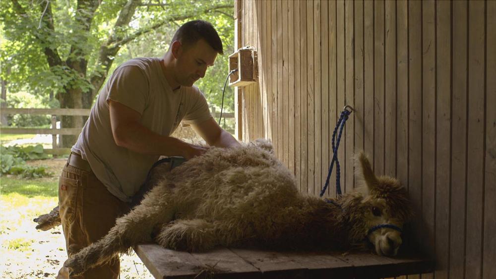 John shaving an alpaca on a table in the barn