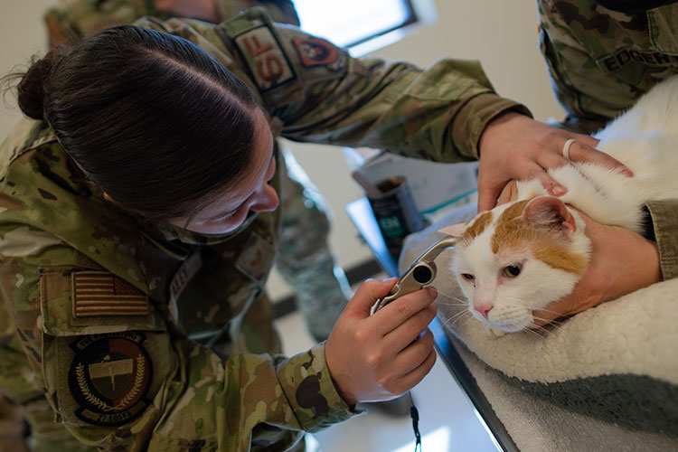 A US Air Force service member performs a routine check up on a pet cat